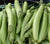 Organic Brinjal Green long- Offer