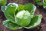 Organic Cabbage