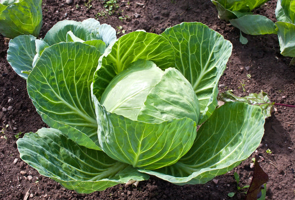 Organic Cabbage