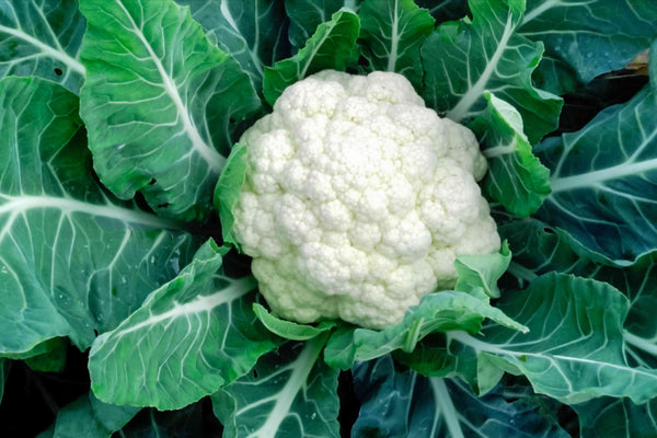 Organic Cauliflower