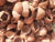 Organic Natural Dry Coconut Shell
