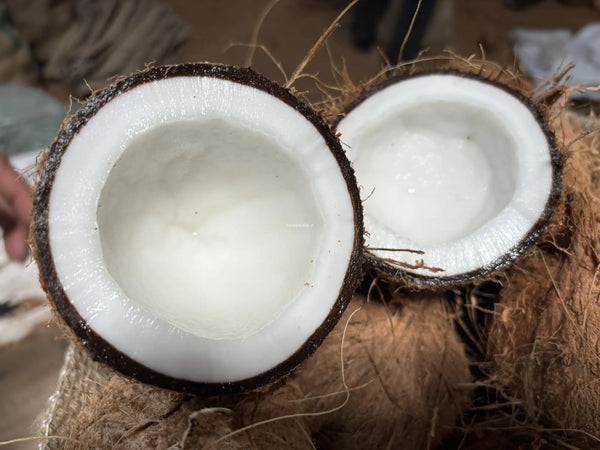 Organic Coconut XL