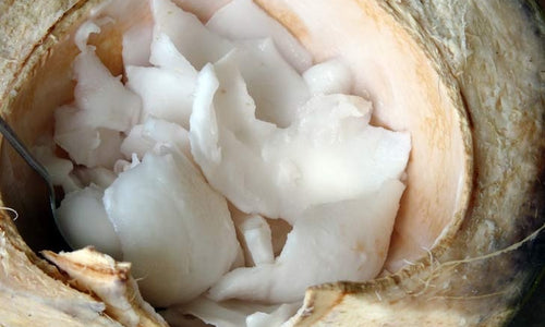 Organic Young Coconut Meat