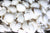 Organic Young Coconut Meat Frozen