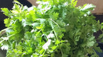 Organic Coriander/Dhaniya leaves