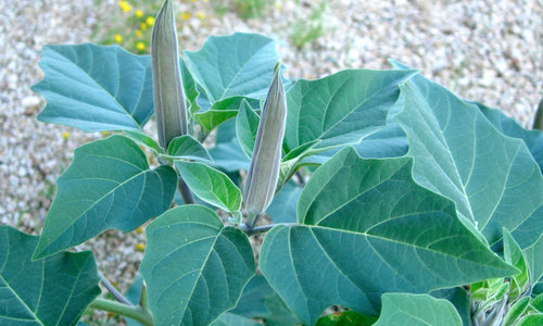 Organic Datura Leaves