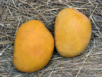 Organic Devgad Aapus Alphonso Mango