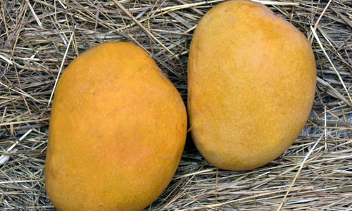 Organic Devgad Aapus Alphonso Mango -2Pc
