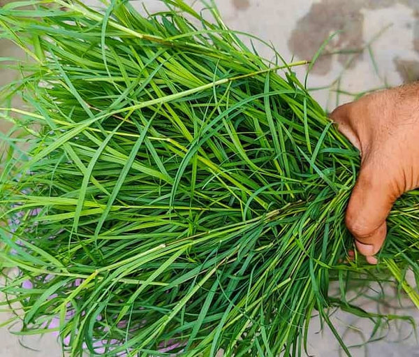 Organic Durva Grass/Doob ghass