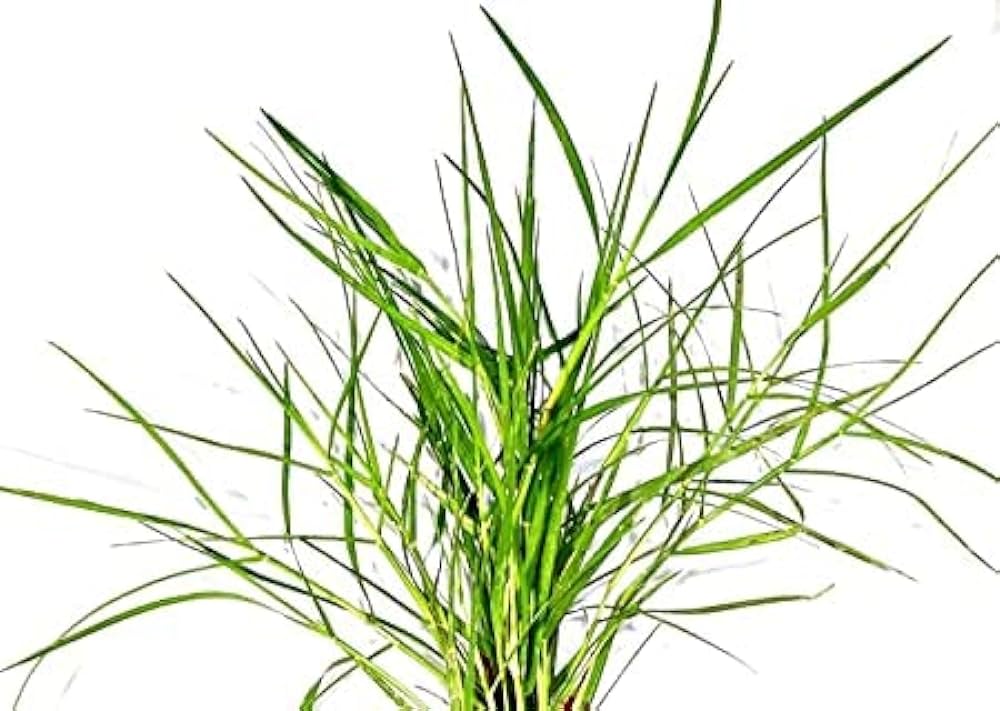 Organic Durva Grass/Doob ghass – GreenDNA® India