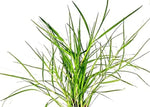 Organic Durva Grass/Doob ghass