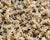 Organic Foxtail Millet Pasta
