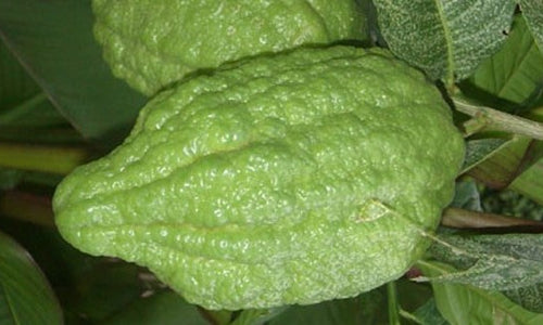Organic Vadukapuli Lime /Ganapathi Naranga