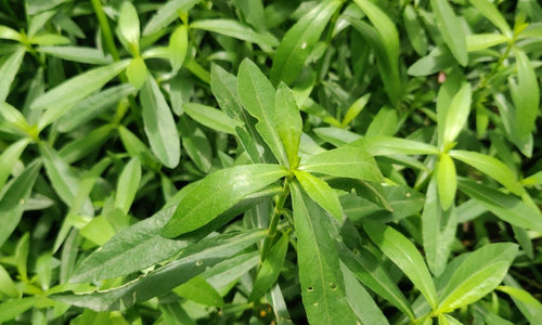 Organic Honagone Soppu/Ponnaganthi/Ponnanganni Keerai