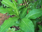 Insulin Herbal Rare Costus Igneus Ayurvedic Medicinal Plant