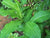 Insulin Herbal Rare Costus Igneus Ayurvedic Medicinal Plant