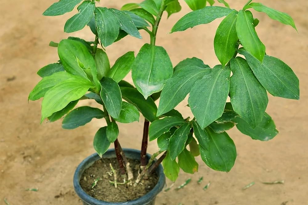 Insulin Herbal Ayurvedic Medicinal Plant – GreenDNA® India