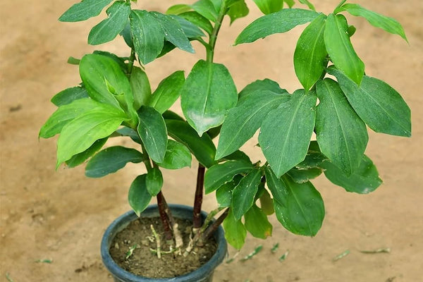 ayurvedic indoor plants Insulin Herbal Ayurvedic Medicinal Plant – GreenDNA® India