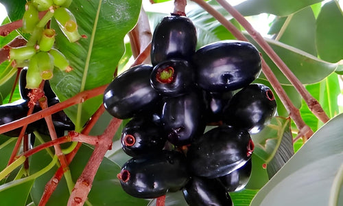 Organic Jamun /Nerale Hannu (Black Plum)