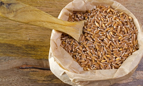 Organic Khapli/Emmer Unpolished Wheat Whole Grains
