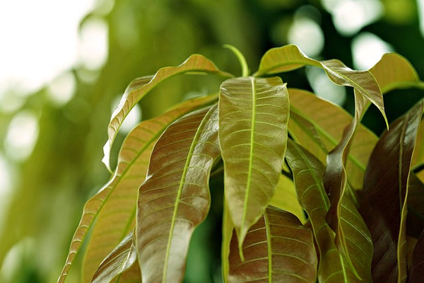 Organic Tender Mango Leaves