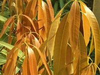 Organic Tender Mango Leaves