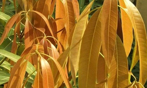 Organic Tender Mango Leaves