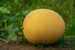 Organic Muskmelon