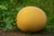 Organic Muskmelon