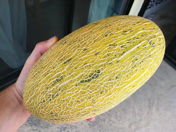 Organic Muskmelon Stripes