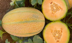 Organic Muskmelon Stripes