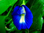 Organic Shanku Pushpam/Aparajitha -Butterfly Pea Flower Blue