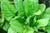 Organic Spinach / Palak-Offer