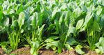Organic Spinach / Palak-Offer