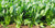 Organic Spinach / Palak-Offer
