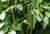 Organic Green Peppercorn Fresh