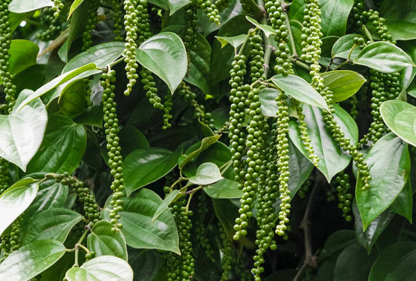 Organic Green Peppercorn Fresh