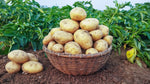 Organic Potato small