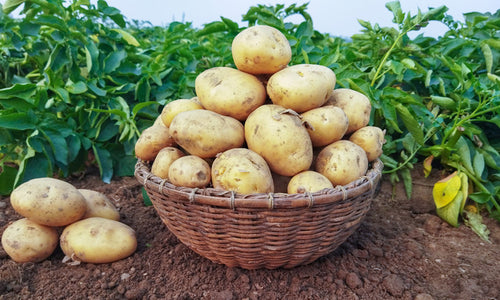 Organic Potato small