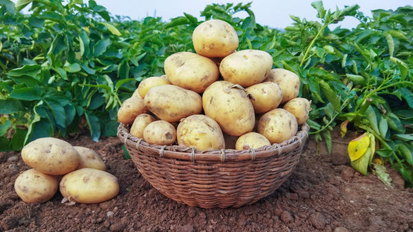Organic Potato small