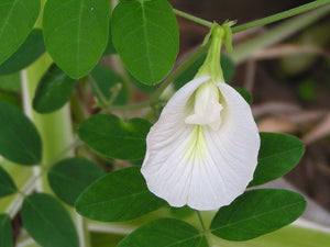 Organic Shanku Pushpam/Aparajitha -Butterfly Pea Flower White