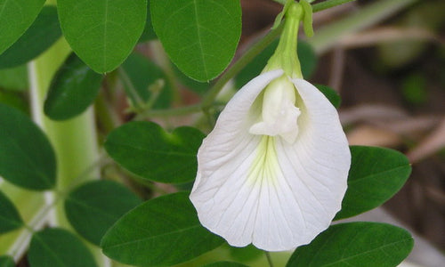 Organic Shanku Pushpam/Aparajitha -Butterfly Pea Flower White