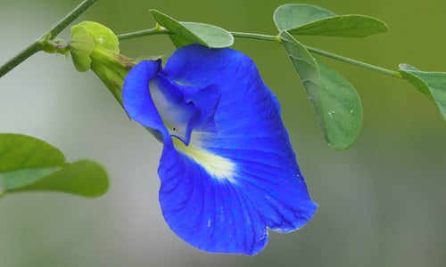 Organic Shanku Pushpam/Aparajitha -Butterfly Pea Flower Blue