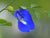 Organic Shanku Pushpam/Aparajitha -Butterfly Pea Flower Blue