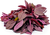 Organic Amaranthus Red-Offer