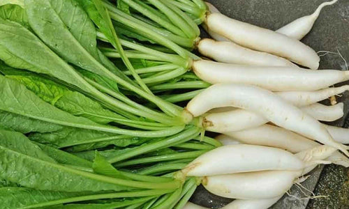 Organic Radish with Leaf