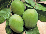 Organic Raw Pickle  Mango (Amlet)-Wholesale