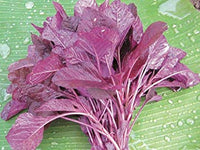 Organic Amaranthus Red-Offer