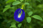 Organic Shanku Pushpam/Aparajitha -Butterfly Pea Flower Blue