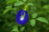 Organic Shanku Pushpam/Aparajitha -Butterfly Pea Flower Blue